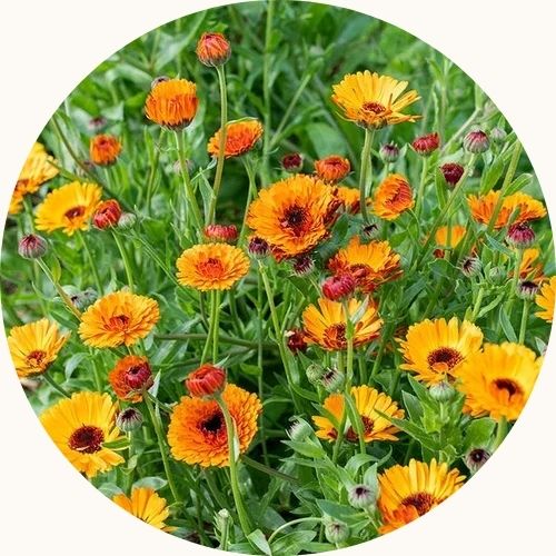 Calendula